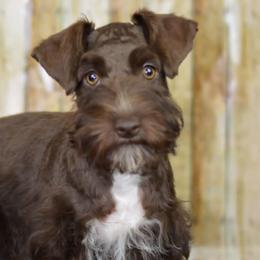 Miniature Schnauzers from Perez Miniature Schnauzers
