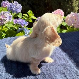 Buttercup - Cream female Dachshund puppy in Visalia, California from DachGraston Dachshunds