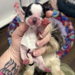 Black and white boy - Black and white male Shih Tzu puppy in Berkeley Springs, West Virginia from Sandridge Shih Tzus
