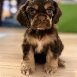 Lady - Brown and tan female Cocker Spaniel puppy in Nixa, Missouri from LoElls Cocker Spaniels