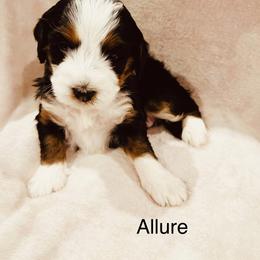 Allure - Tri-color female Bernedoodle puppy in Sandy, Oregon from MC Doodles