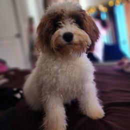 Paris - Goldendoodle