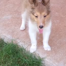 Females from current litter - Sable and white female Shetland Sheepdog puppy in Oklahoma City, Oklahoma from mvshelties