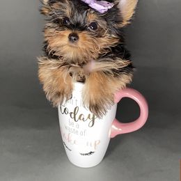 Pomeranian and Yorkshire Terrier Puppies from BC Breeders Association