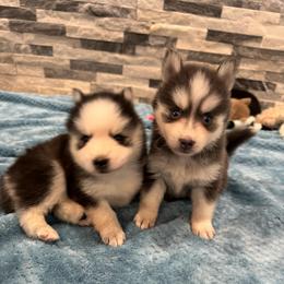 Biscotti - Blue male Pomsky puppy in Gunter, Texas from The Painted Pomsky