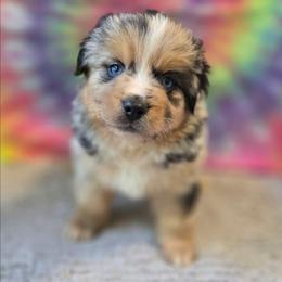 Hank - Blue merle male Miniature Australian Shepherd puppy in Church Hill, Tennessee from Hippie Dog Haven