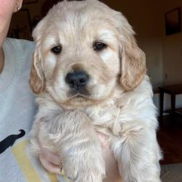 Winnie - Light golden female Golden Retriever puppy in Post Falls, Idaho from Mountain View Goldens
