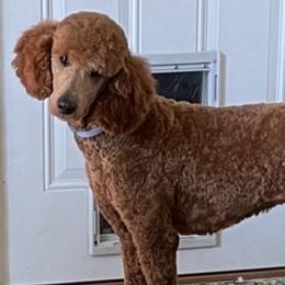 Poodles from Five Points Standards