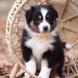 Joy - Black tri-color female Australian Shepherd puppy in Georgetown, Texas from River Reign Australian Shepherds