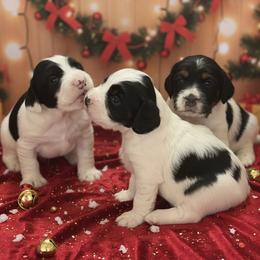 English Springer Spaniel Puppies from Fur & Feathers Kennel