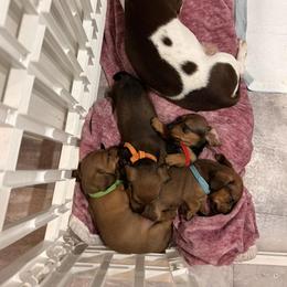 Dachshund All Grown Up from Always Darling Dachshunds