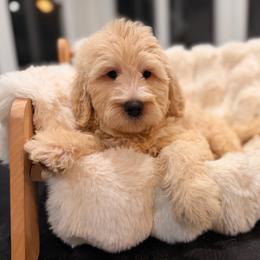 Pink skies - Cream male Goldendoodle puppy in North Royalton, Ohio from Johnson's Doodles