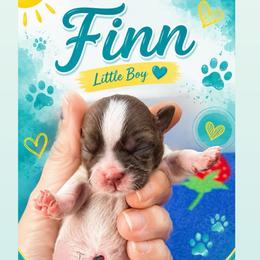 Finn - Liver and white male Shih Tzu puppy in Waddell, Arizona from Arizona Sunrise Shih Tzus