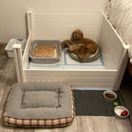 Goldendoodle Puppies from Creamery Hollow Doodles