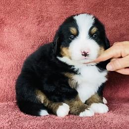 Dark Blue Collar Male - Black rust and white male Bernese Mountain Dog puppy in Bristol, Tennessee from Holston Hollow Farm