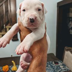Dogo Argentino Puppies from De la Fuerza de Dios
