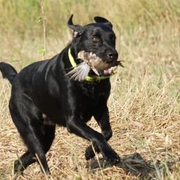 Labrador Retrievers from Jam’s Kennels