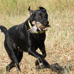 Labrador Retrievers from Jam’s Kennels