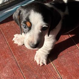 Felix - Piebald male Dachshund puppy in Great Falls, Montana from Dawn's designerDachshunds
