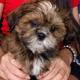 Randy - Red male Shih Tzu puppy in Hemet, California from Aloha Shih Tzu