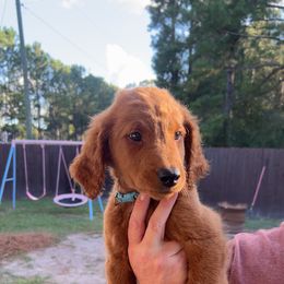 Baby blue - Red  male Goldendoodle puppy in Savannah, Georgia from PurdyDoodles