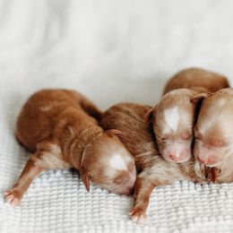 Goldendoodle Puppies from Cali Style Doodles