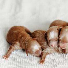 Goldendoodle Puppies from Cali Style Doodles