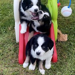 Australian Shepherd Puppies from Lil Klimuk's Australian Shepherds