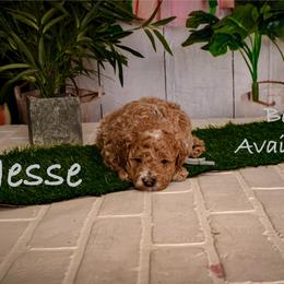 Jesse - Cream male Goldendoodle puppy in Syracuse, Utah from 2 Bros Doodles