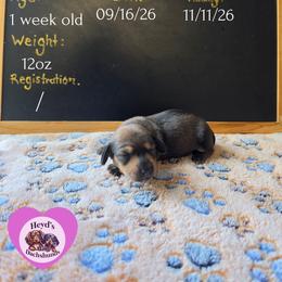 Pips - Red female Dachshund puppy in Hoquiam, Washington from Heyd's Mini Dachshunds
