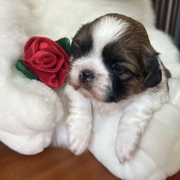 Teddy - Tricolor male Shih Tzu puppy in Weeki Wachee, Florida from Svitlana Geist