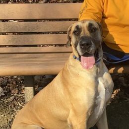 Amari - Fawn female Great Dane puppy in Fargo, Ohio from Bauman Great Danes