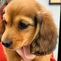 Boy 3 - Dachshund puppy in Tulsa, Oklahoma from Eternal Puff Lhasa Apsos