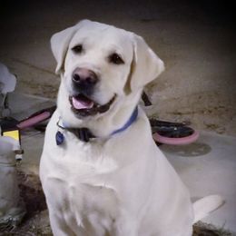 Dezzy - Labrador Retriever