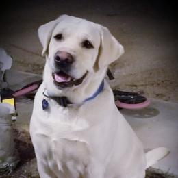 Dezzy - Labrador Retriever