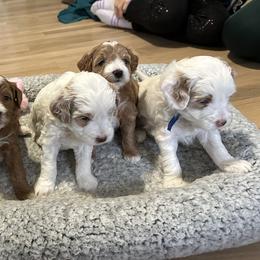 Goldendoodles from Griffitts Doodles