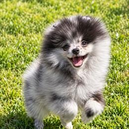 Teddy - Blue merle male Pomeranian puppy in North Port, Florida from POMRITA POM’S