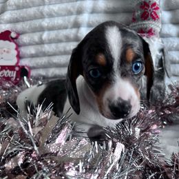 Mavis (Potata) - Dapple female Dachshund puppy in Ocala, Florida from Weenie Boops