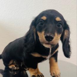 AKC Xander - Black and cream male Dachshund puppy in Altus, Oklahoma from Johnson Prairie Pups