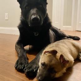 German Shepherd Puppies from Scenic City Shepherds