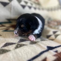 Riley - Black tri male Miniature Australian Shepherd puppy in Bethany, Illinois from Rachel at Marrowbone Creek Aussies