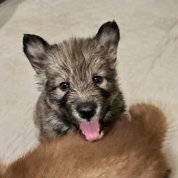 Girl 1 - female Native American Indian Dog puppy in Granby, Colorado from Turtle Island NAIDs