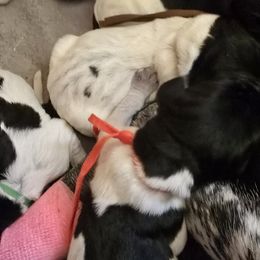 Female - 3 - Black roan female German Shorthaired Pointer puppy in Philomath, Oregon from Calvert Kennels