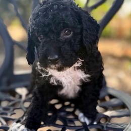 Cadbury - Black female Poodle puppy in Acampo, California from Kennison Lane Poodles