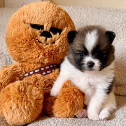 Poe - Chocolate parti male Pomeranian puppy in New Plymouth, Idaho from Pawdawan Poms