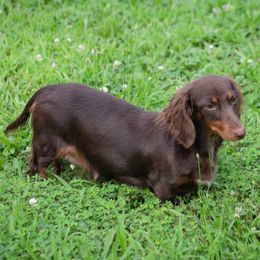 Coco - Dachshund
