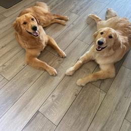 Assorted Doodle Crosses and Golden Retriever All Grown Up from Retriever Ranch