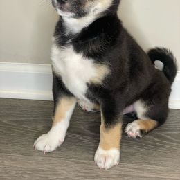 Shiba Inu Puppies from Shiba Inu Loving Care