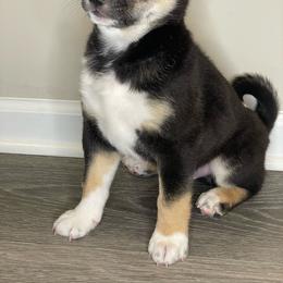 Shiba Inu Puppies from Shiba Inu Loving Care