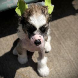Slate Hairy Hairless Boy - Slate male Chinese Crested puppy in Tomball, Texas from Gracieux Chinese Cresteds